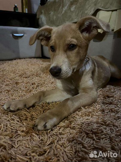 Щенок мальчик