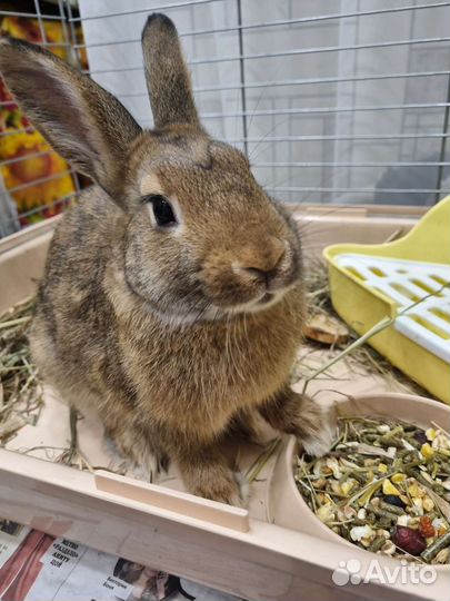 Вязка декоративный кролик