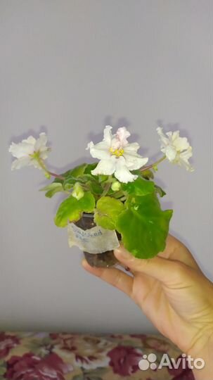 Фиалки излишки