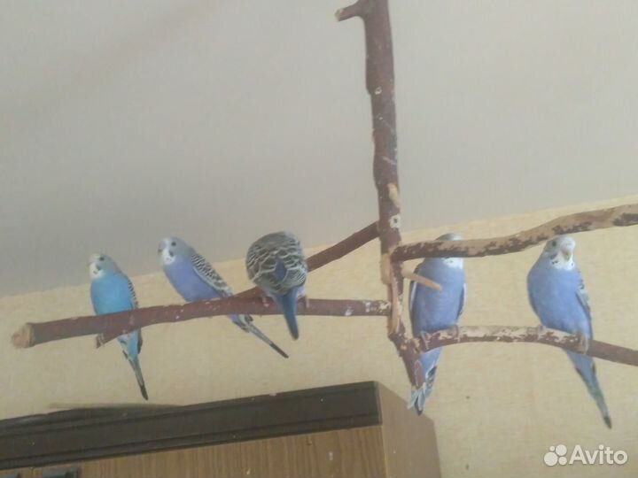 Птенцы волнистый попугай