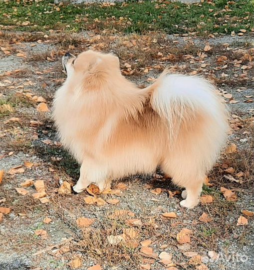 Немецкий шпиц