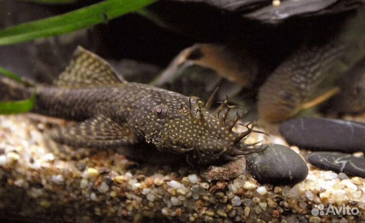 Сомики анциструсы