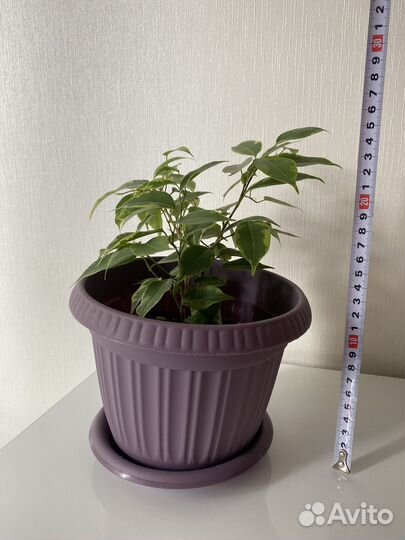 Бенджамина