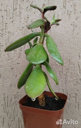 Крассула/Толстянка/Денежное дерево