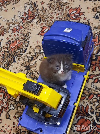 Вислоухие котята