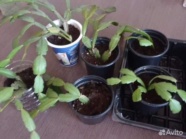 Комнатные цветы