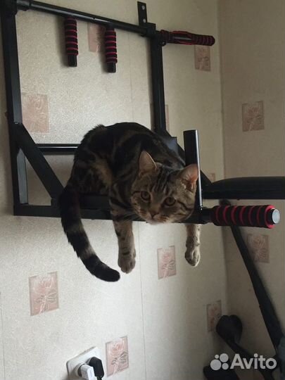 Шотландский мраморный прямоухий кот, на вязку