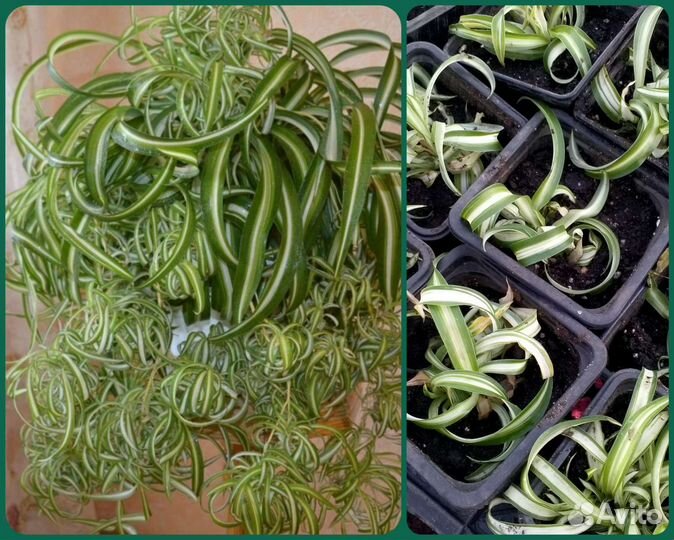 Хлорофитум кучерявый