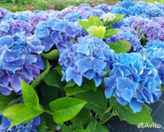 Гортензия крупнолистная Эрли блю и Марина блю