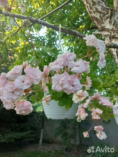 Сортовая Пеларгония 