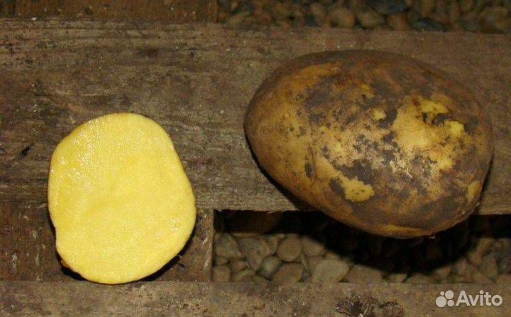 Семенной картофель сорт 