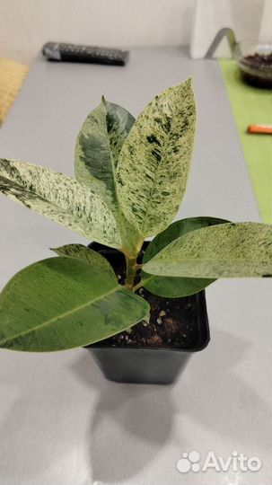 Фикус эластика шривериана