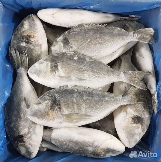 Дорадо рыба