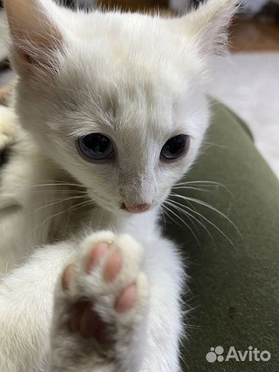 Котята в добрые руки даром бесплатно