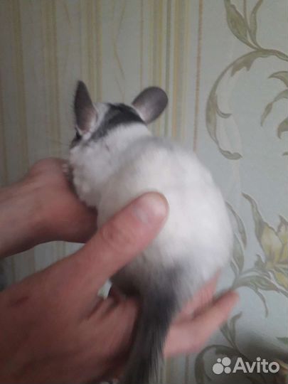 Шиншилла