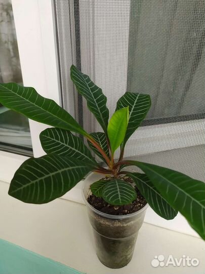 Комнатные растения