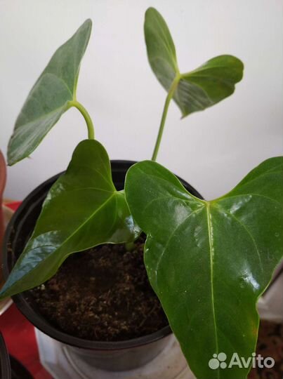 Антуриум (мужское счастье)