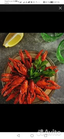 Продам живых раков