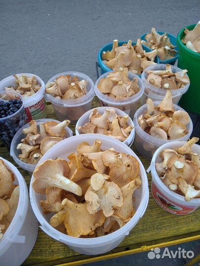 Лисички, черника