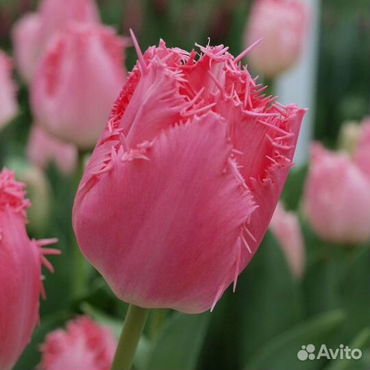 Луковицы тюльпаны сортовые