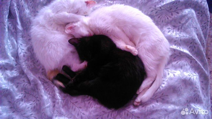 Котята в добрые руки бесплатно