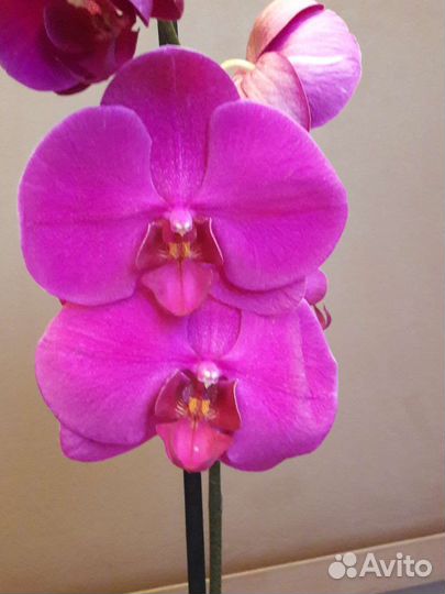Орхидеи цветущие новое поступление