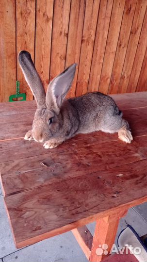 Кролики породы Ризен