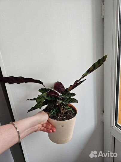 Калатея лансифолия