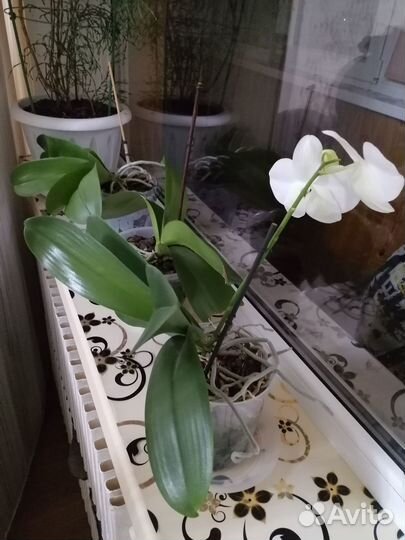 Комнатные цветы