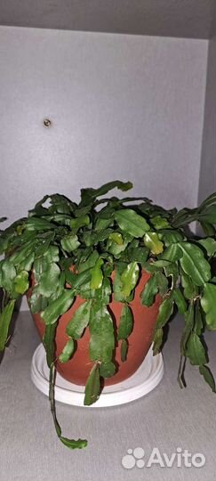 Комнатные цветы