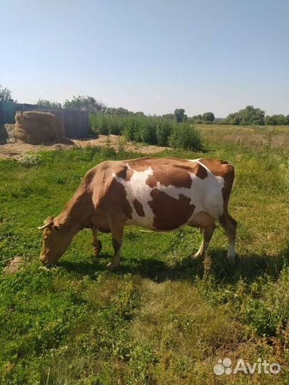 Корова дойная