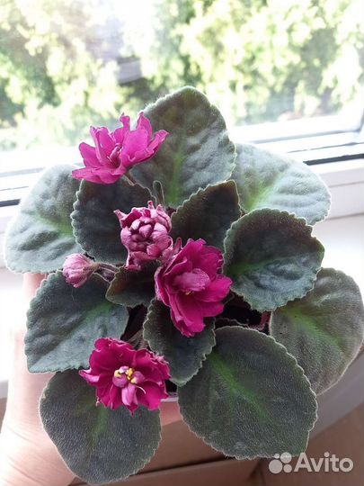 Фиалки цветущие