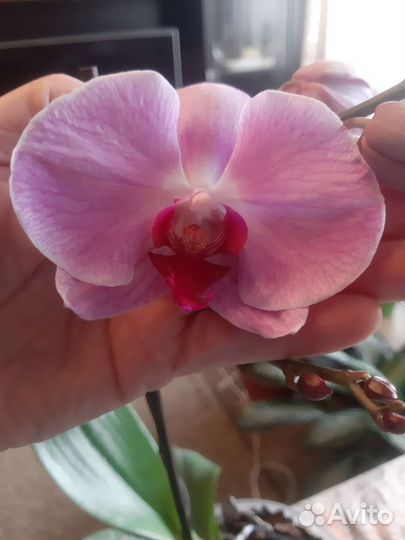 Орхидея