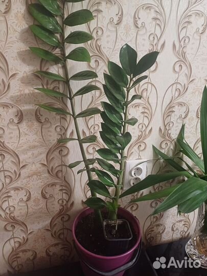 Замиокулькас