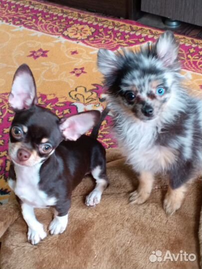 Шпиц мерле подросток