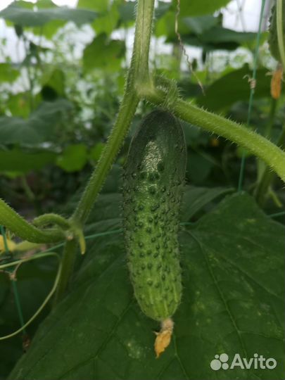 Огурцы свежие домашние