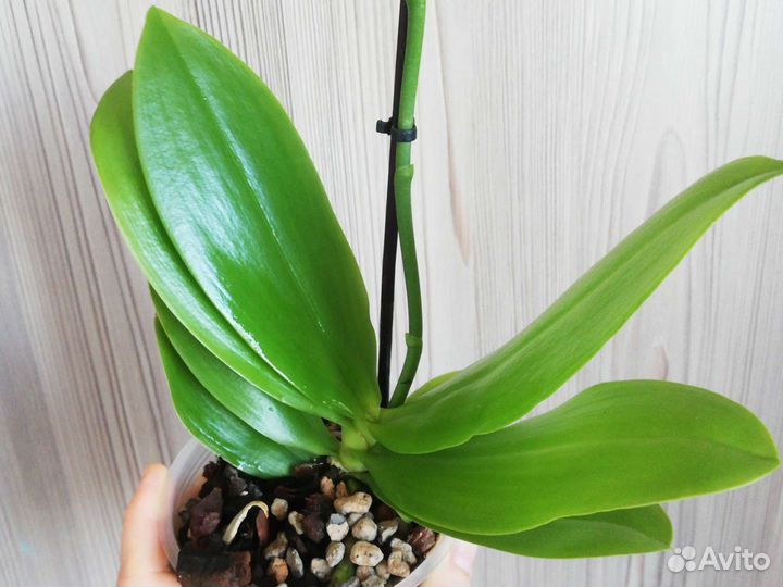 Орхидея Liodora Ароматная