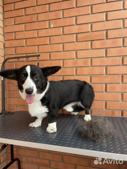 Груминг собак/кошек