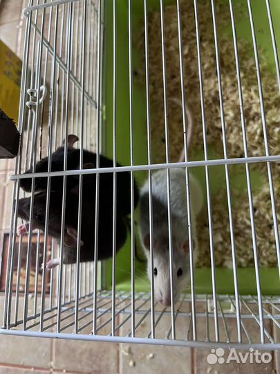 Декоративная крыса