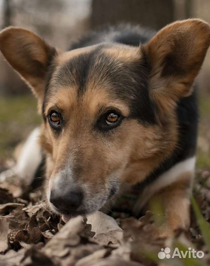 Собака в добрые руки