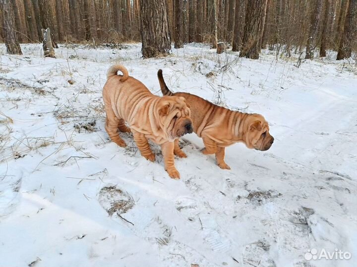 Шарпейчики