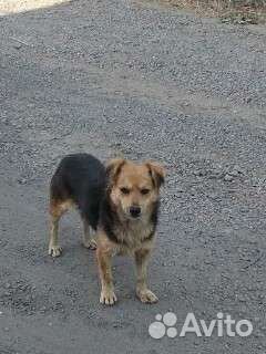 Собака потеряшка или выбросили