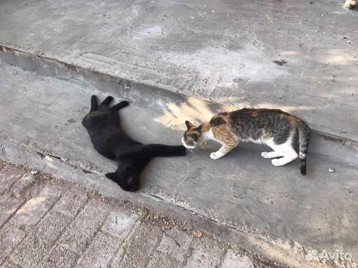 Кошки бесплатно