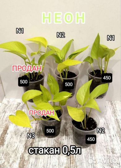 Пиктус, золотистый, Неон, диффенбахия, стапелия