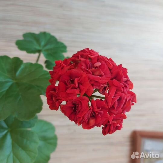 Пеларгони. Герань. Обмен