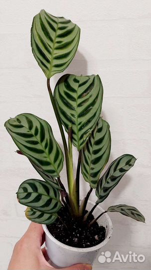 Ктенанта бурле-макс