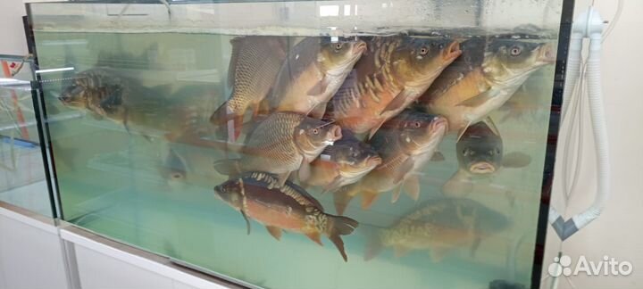 Магазин морепродуктов, пива, мяса, чистыми 200к