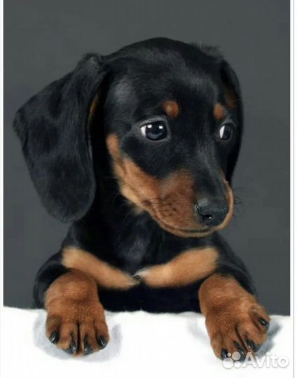 Щенок таксы