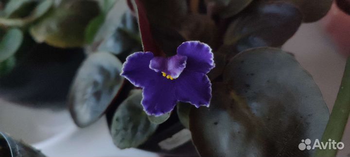 Комнатные растения