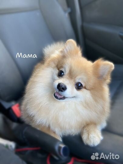 Малышка крошка